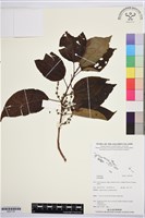 登錄號:BS07797藏品圖，第1張