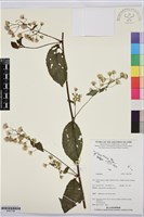 登錄號:BS07798藏品圖，第1張