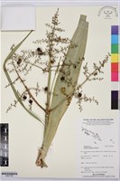 登錄號:BS07799藏品圖，第1張