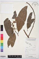 登錄號:BS07805藏品圖，第1張