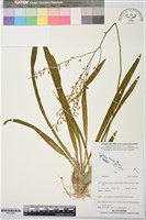 登錄號:BS07808藏品圖，第1張