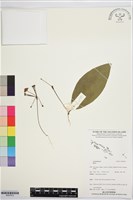 登錄號:BS07812藏品圖，第1張