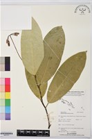 登錄號:BS07813藏品圖，第1張