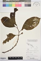 登錄號:BS07817藏品圖，第1張