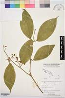 登錄號:BS07818藏品圖，第1張