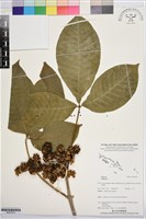 登錄號:BS07819藏品圖，第1張