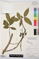 登錄號:BS07820藏品圖，第1張