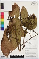 登錄號:BS07822藏品圖，第2張