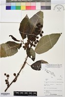 登錄號:BS07823藏品圖，第1張