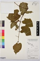 登錄號:BS07824藏品圖，第1張