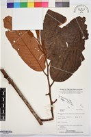 登錄號:BS07826藏品圖，第1張