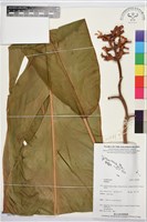 登錄號:BS07827藏品圖，第1張