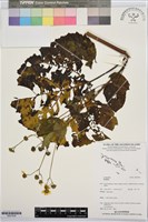 登錄號:BS07828藏品圖，第1張