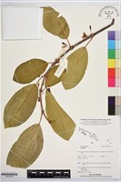 登錄號:BS07829藏品圖，第1張