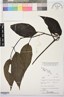 登錄號:BS07830藏品圖，第1張