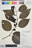 登錄號:BS07831藏品圖，第1張