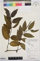 登錄號:BS07832藏品圖，第1張