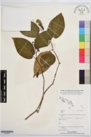 登錄號:BS07833藏品圖，第1張