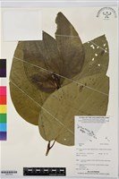 登錄號:BS07834藏品圖，第1張