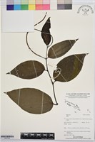 登錄號:BS07835藏品圖，第1張