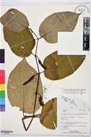 登錄號:BS07836藏品圖，第1張