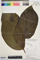 登錄號:BS07837藏品圖，第1張