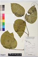 登錄號:BS07838藏品圖，第1張