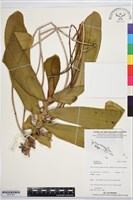 登錄號:BS07843藏品圖，第1張