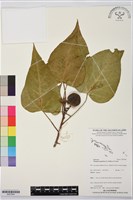 繖楊、截萼黃槿藏品圖，第1張