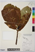 葛塔德木、欖仁舅藏品圖，第1張