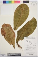 棋盤腳樹藏品圖，第1張