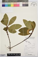 登錄號:BS07850藏品圖，第1張