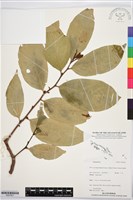 登錄號:BS07851藏品圖，第1張