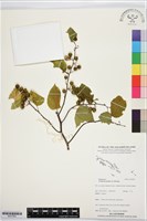 亞洲濱棗藏品圖，第1張