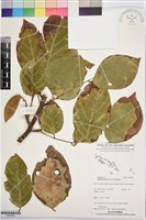 水黃皮藏品圖，第1張