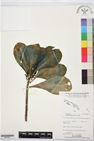 草海桐、水草藏品圖，第1張