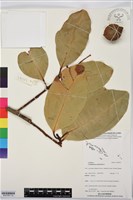 瓊崖海棠、胡桐藏品圖，第1張