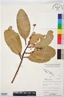 瓊崖海棠、胡桐藏品圖，第2張