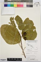 橙花破布子藏品圖，第1張