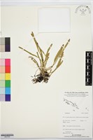 登錄號:BS07859藏品圖，第1張