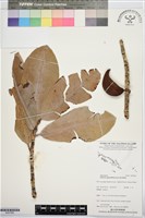 海檸檬、類黑板樹藏品圖，第1張