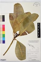 登錄號:BS07863藏品圖，第1張