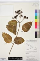 苦林盤藏品圖，第1張