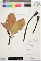 登錄號:BS07866藏品圖，第1張