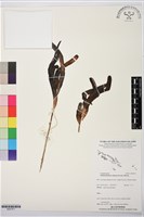 登錄號:BS07871藏品圖，第1張