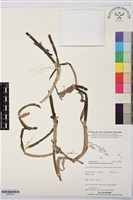 泰來藻藏品圖，第1張