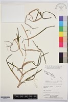 圓葉水絲草藏品圖，第1張