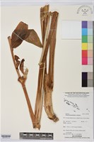 蒟蒻薯藏品圖，第1張