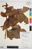 蒟蒻薯藏品圖，第3張