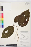 登錄號:BS07877藏品圖，第1張